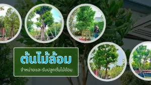 ต้นไม้ล้อม